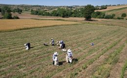 Kocaeli’de kekik hasadı başladı
