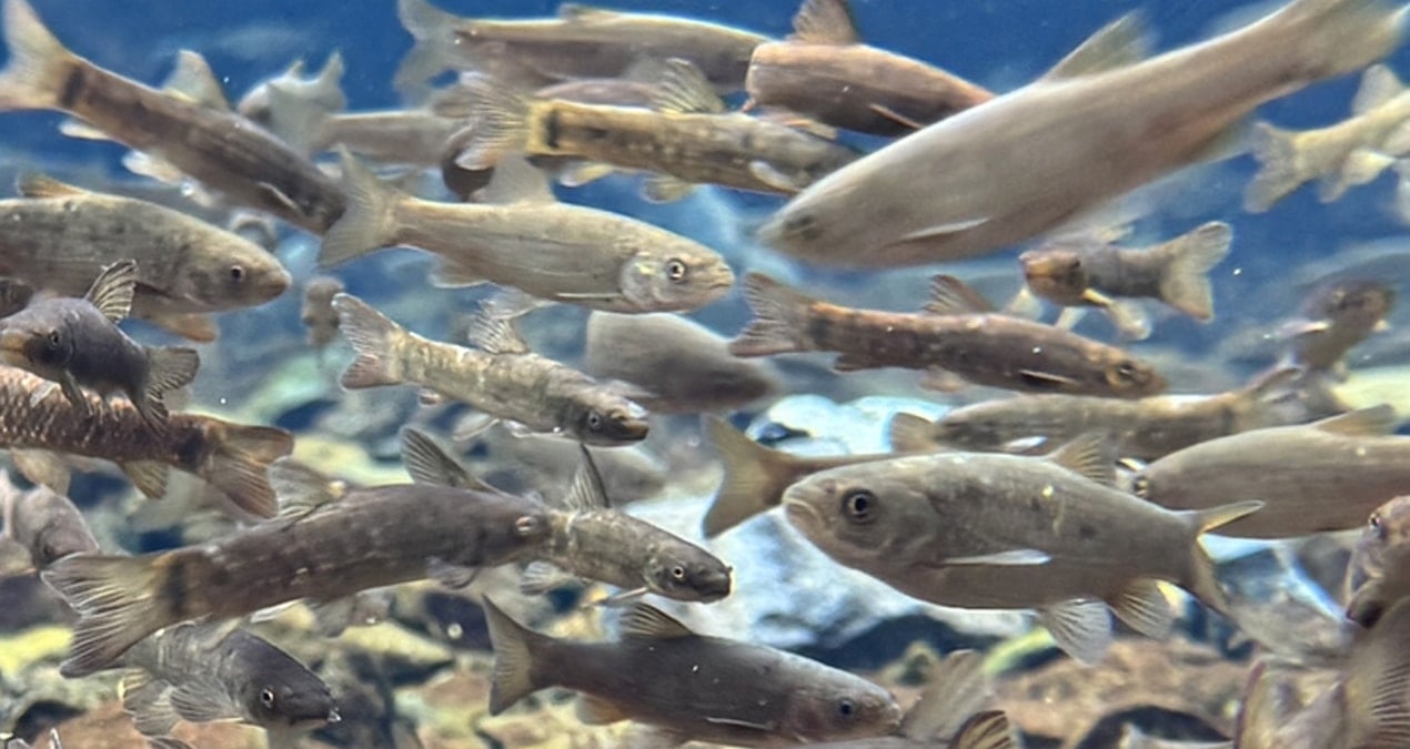 Gizli cennet: Doğal akvaryumda üç farklı balık türü yaşıyor